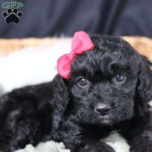 Rosa, Cavapoo Puppy